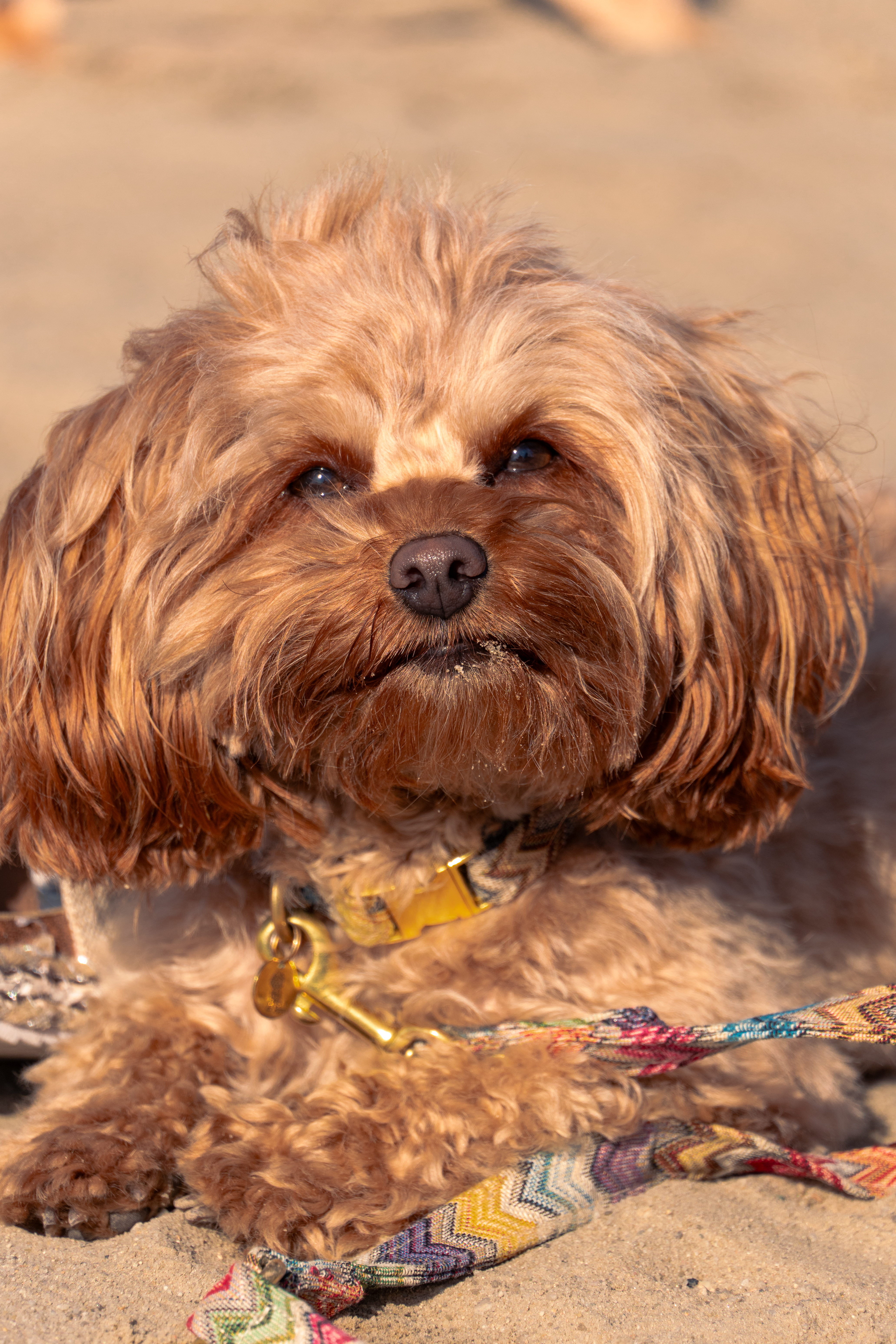 Lifestyle Fotoshooting – Hund am Strand