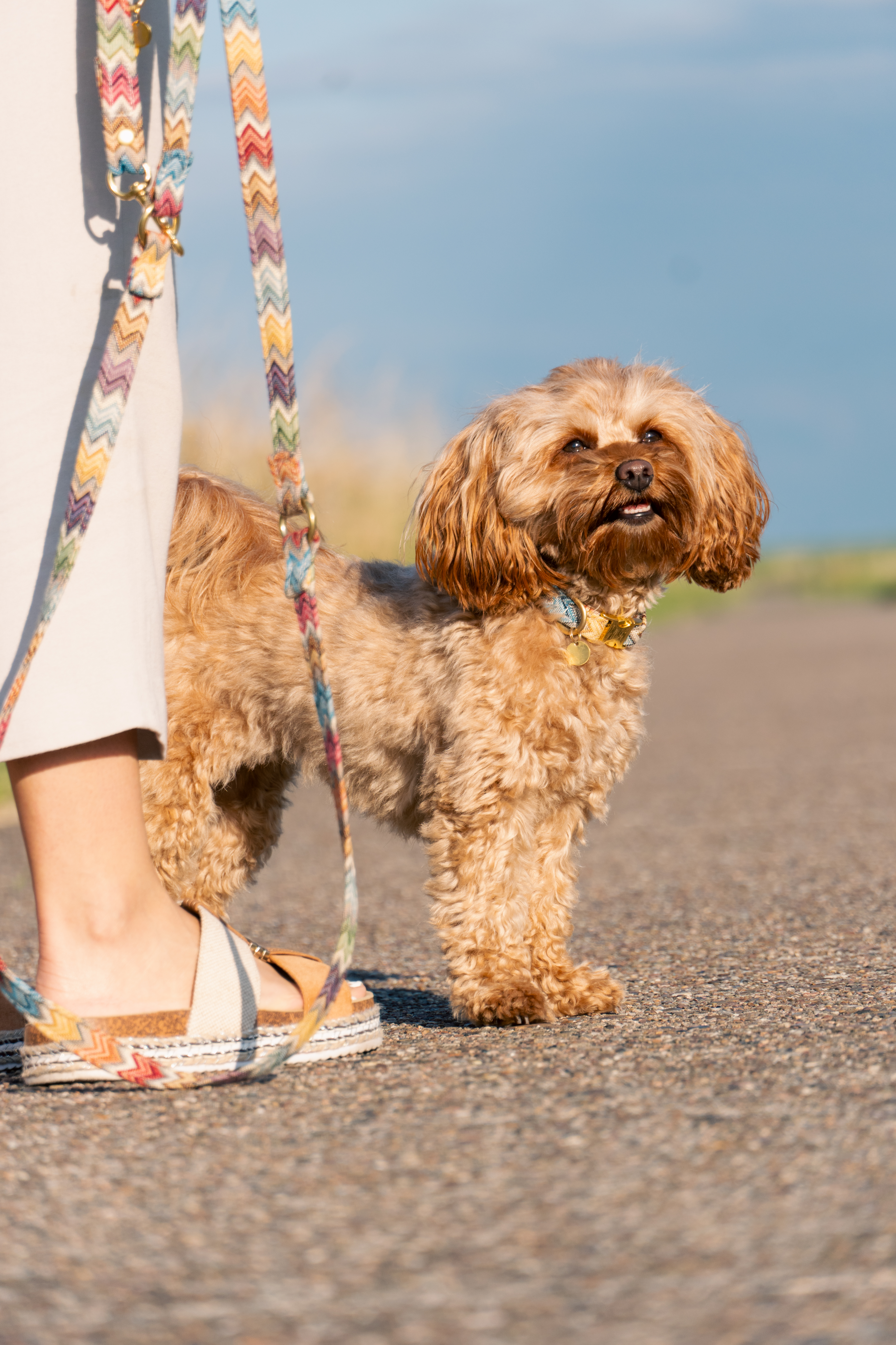 Lifestyle Fotoshooting – Hund mit Accessoire