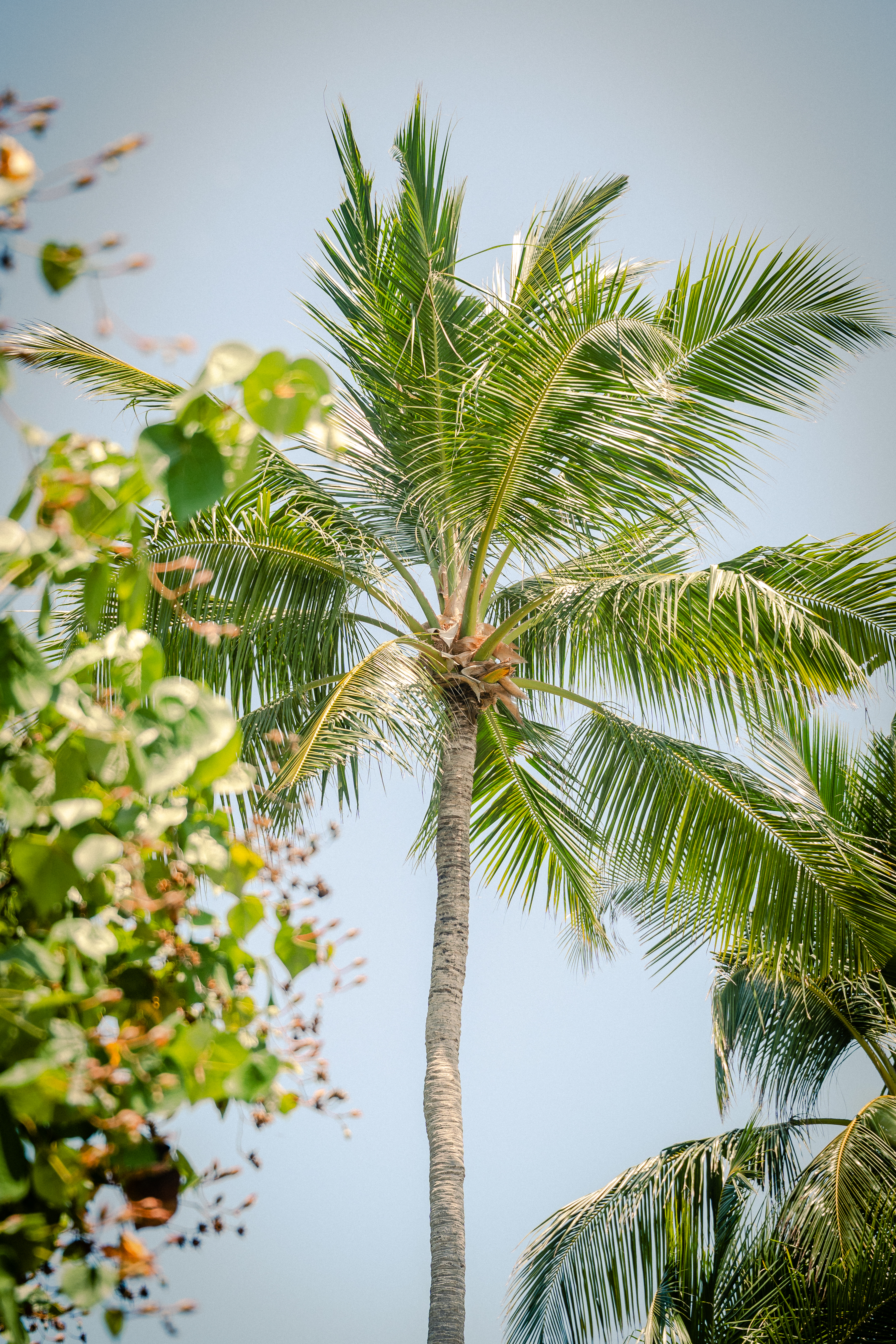 Royal Island Maldives – Impression