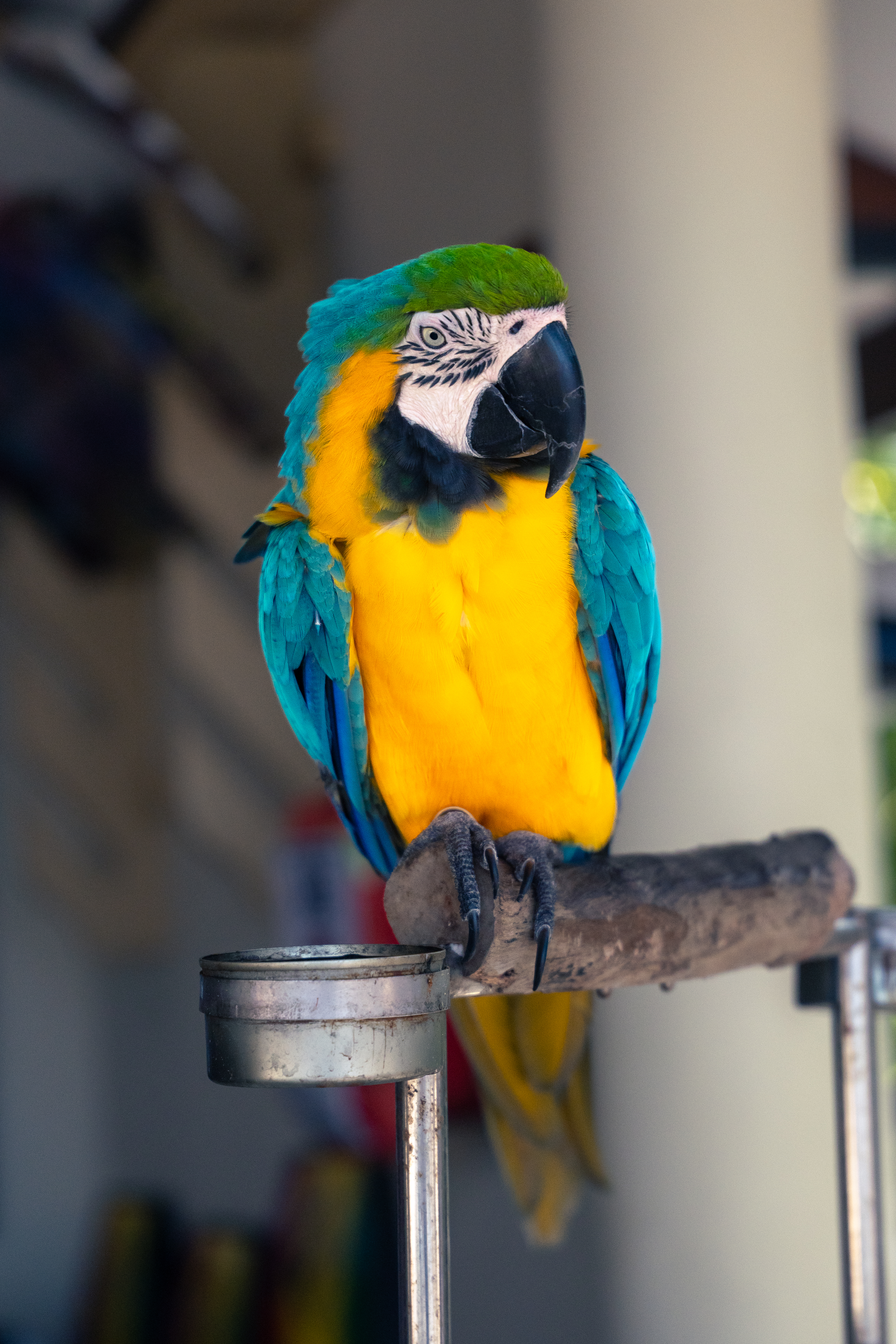 Royal Island Maldives – Impression