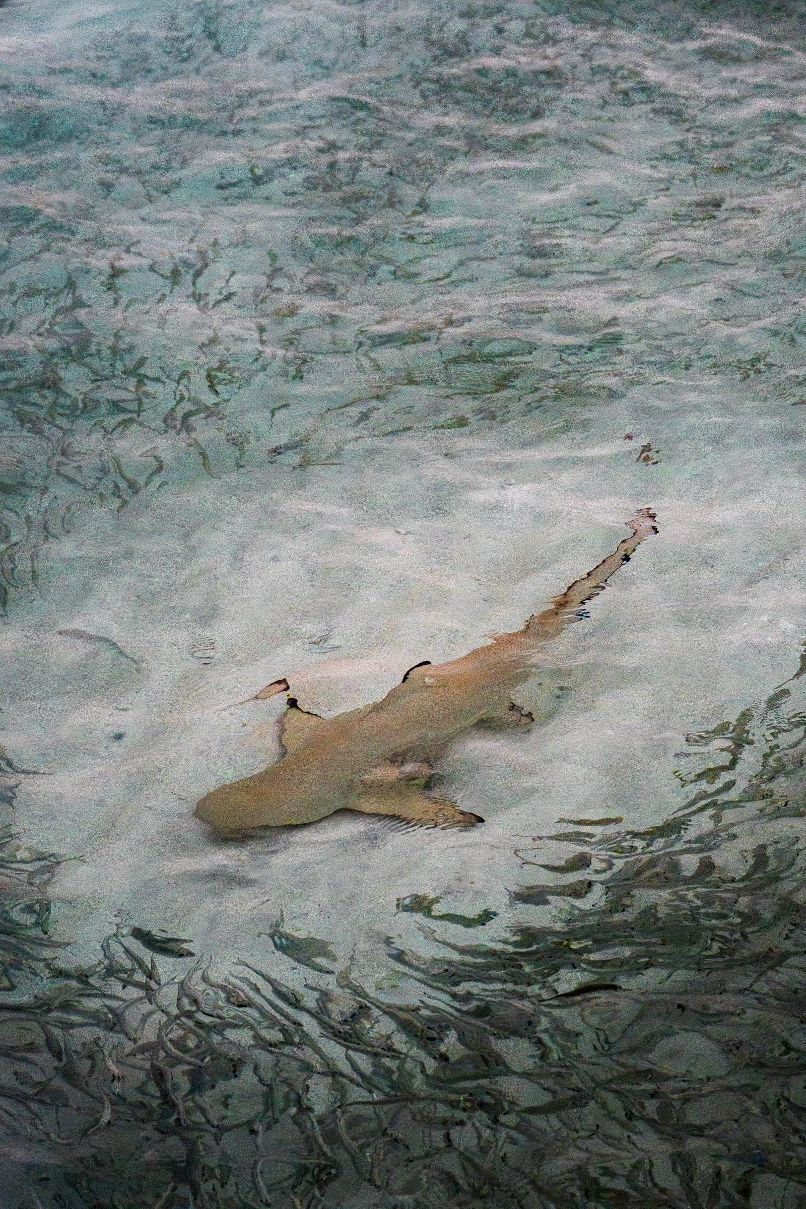 Riffhai im Flachwasser